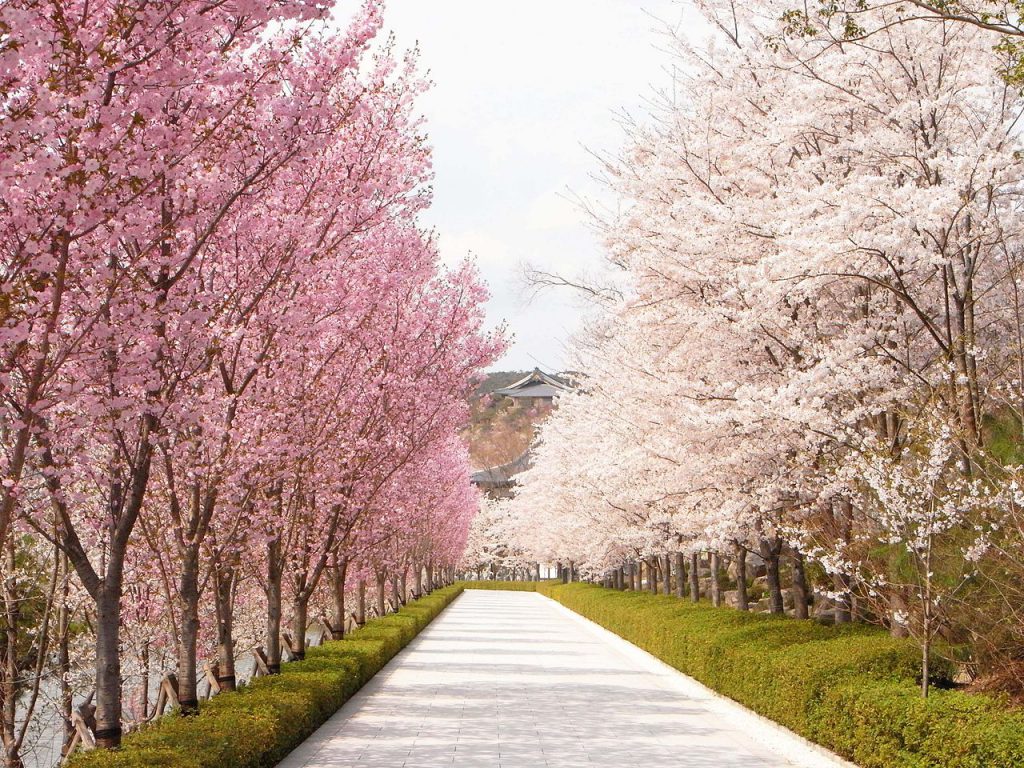 桜の林