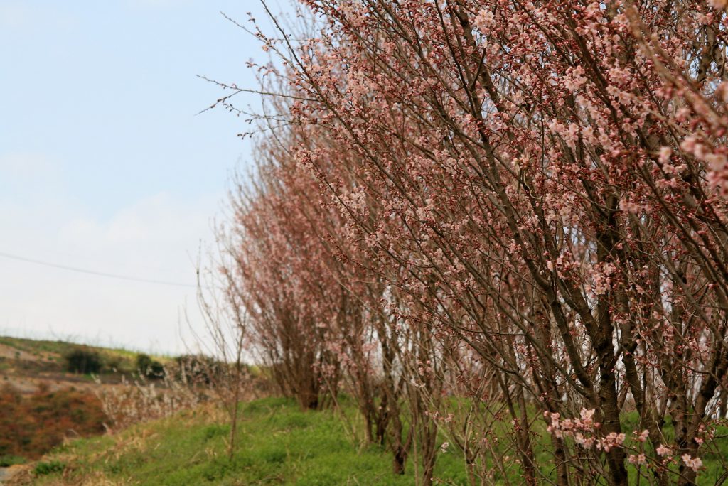 冬の花 啓翁桜の魅力 生産から販売まで桜を生業とするプロが徹底解説 Lifleur