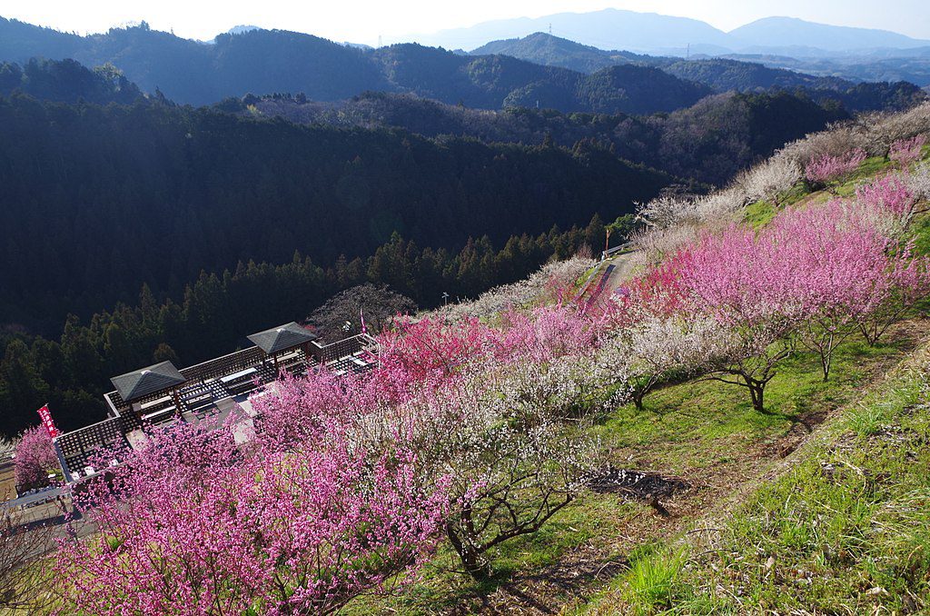 梅 花梅 梅林 Lifleur