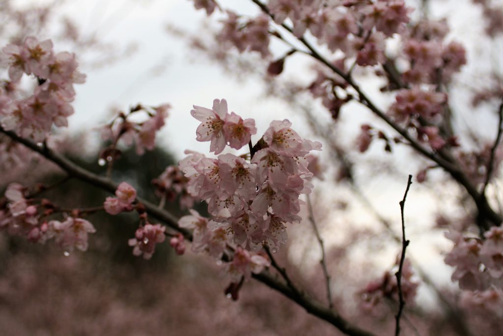 冬の花 啓翁桜の魅力 生産から販売まで桜を生業とするプロが徹底解説 Lifleur