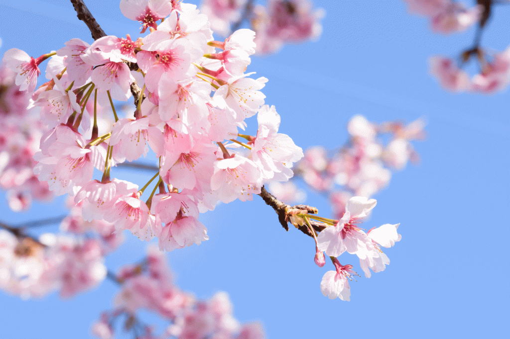 春の花 彼岸桜の魅力｜寒緋桜との違いから花言葉まで徹底解説！