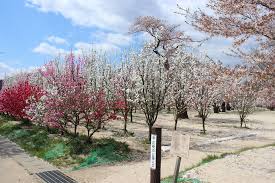 桃の公園