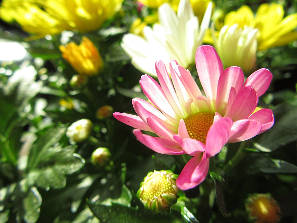9月の花 10選 残暑厳しいですがお花は秋の香りがしてきます 9月にお勧めの旬の花10選 Lifleur