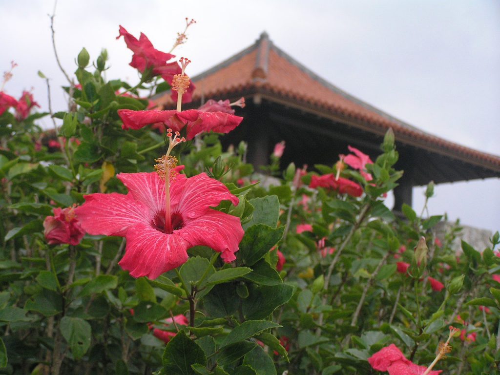 ハイビスカス